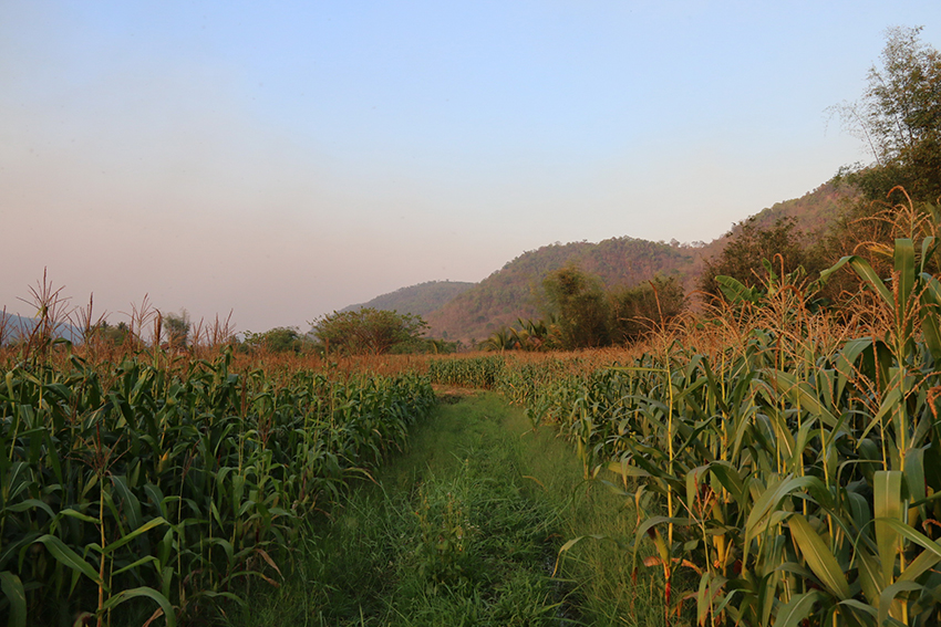 กระทรวงเกษตรฯ เคาะมาตรการช่วยเหลือลูกหนี้กองทุนหมุนเวียนเพื่อการกู้ยืมแก่เกษตรกร